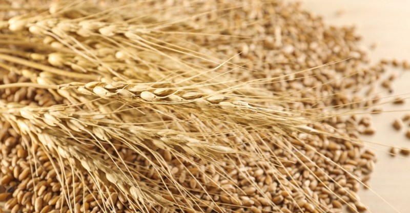 11 benefícios impressionantes do Triticale