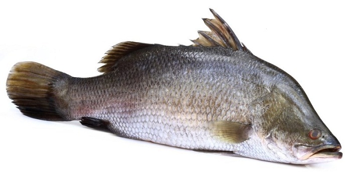 11 benefícios surpreendentes de Barramundi