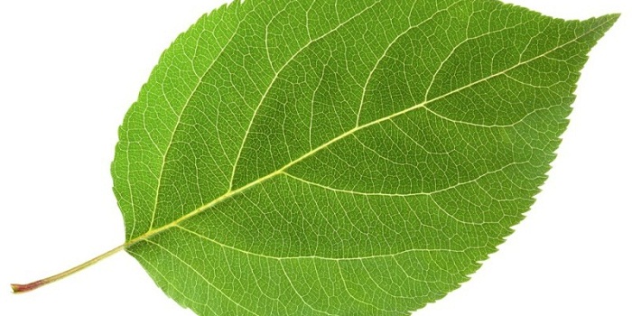 12 benefícios de saúde de Ashitaba