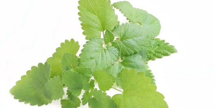 11 benefícios de saúde surpreendentes de Catnip