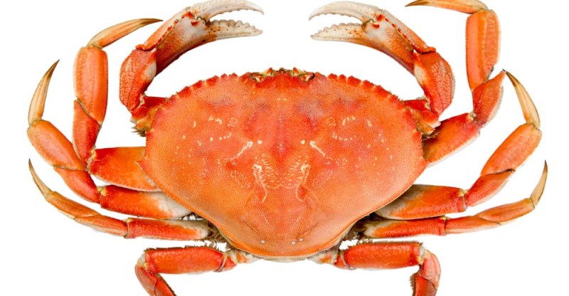 11 benefícios surpreendentes de saúde de comer caranguejo