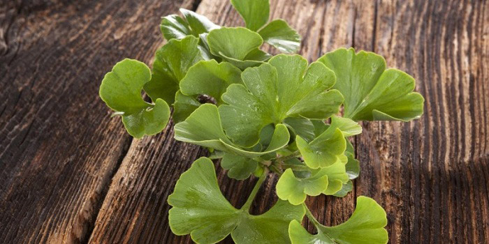 7 benefícios de saúde impressionantes do Ginkgo Biloba