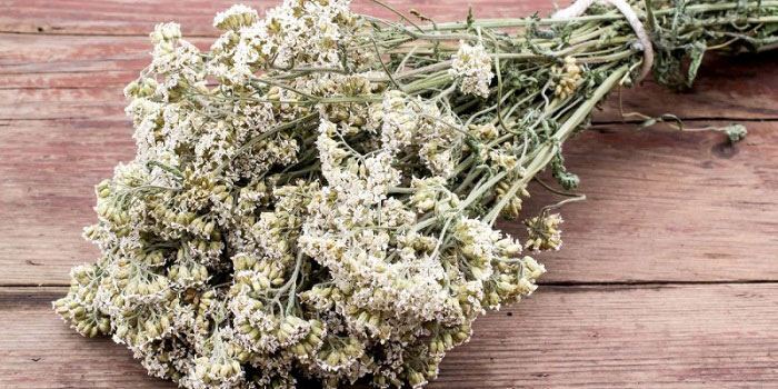 11 benefícios de saúde surpreendentes do Yarrow