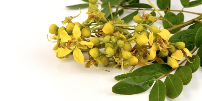13 benefícios de saúde surpreendentes da planta de Senna