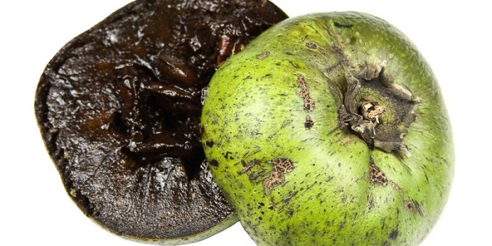 11 benefícios de saúde surpreendentes de sapote preto