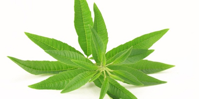 11 Benefícios Impressionantes da Verbena do Limão