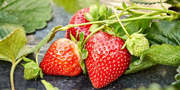 11 benefícios de saúde surpreendentes de morango