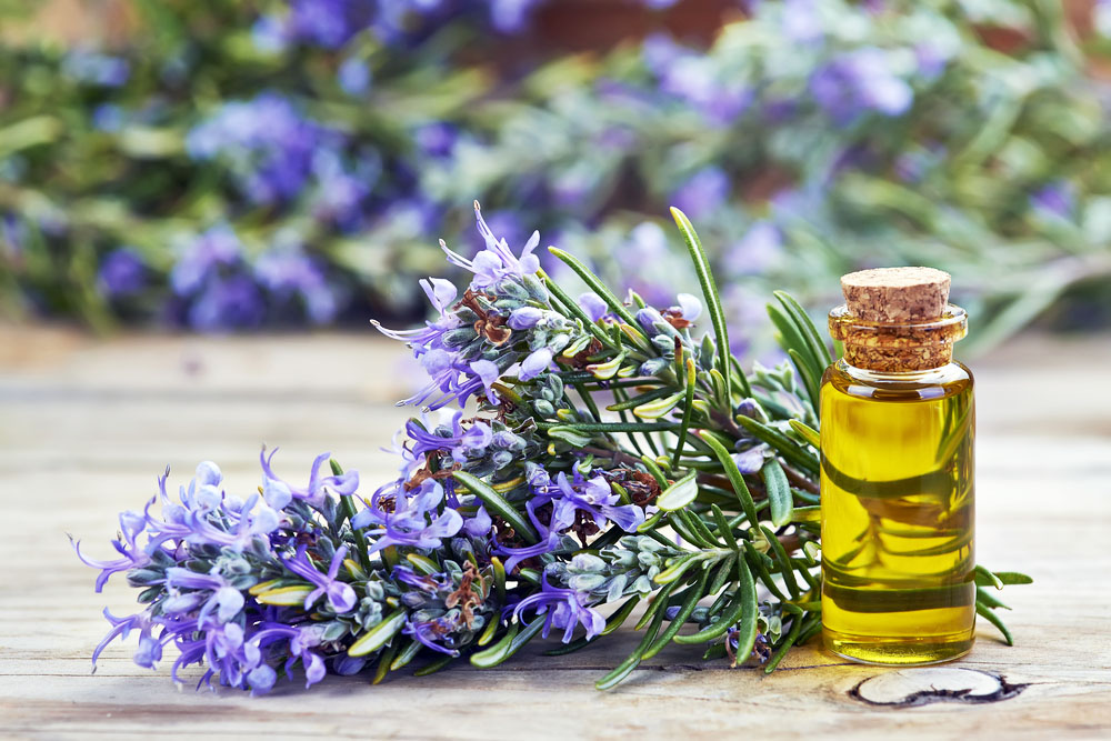 Óleo de alecrim usa e benefícios para o crescimento do cabelo e mais