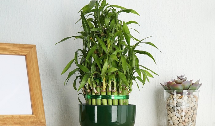 10 plantas que atraem energia positiva